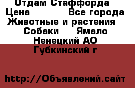 Отдам Стаффорда › Цена ­ 2 000 - Все города Животные и растения » Собаки   . Ямало-Ненецкий АО,Губкинский г.